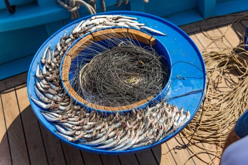 Sorrento: Sea-Fishing Tour with Lunch Onboard - Who Will Love This Tour?