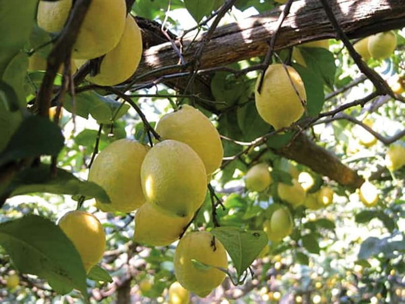 Sorrento: Sunset City Walking Tour with Limoncello Tasting - Who Will Love This Tour?