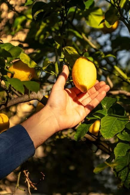 Sorrento: Tasting Local Top Wines with Typical Product - Key points / Takeaways