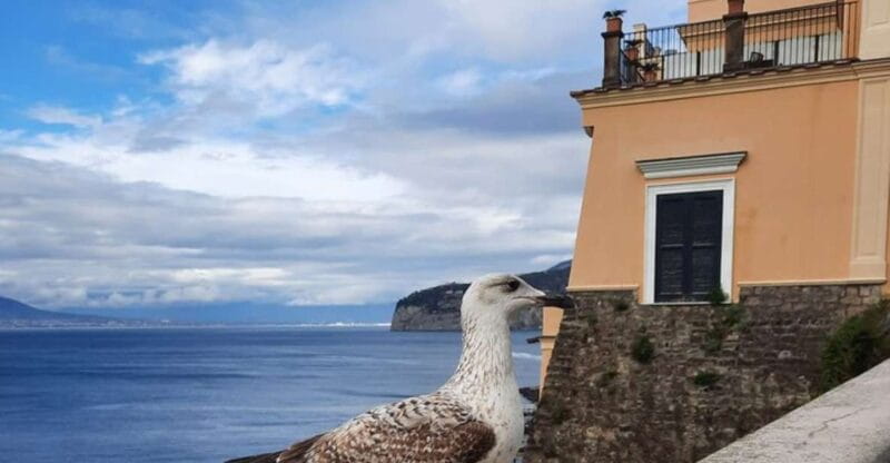 Sorrento: walking in the Grand Tour with stunning landscapes - Discovering Sorrento’s Charm: A Detailed Walkthrough