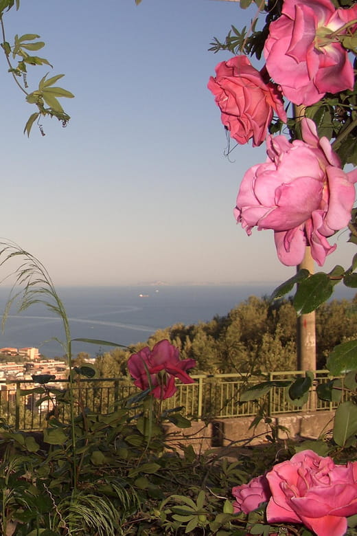 Sorrento: Walking Tour in Lemon Garden w/ Food Tasting - Cheese Making and Mozzarella Demonstration