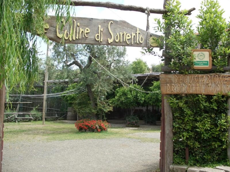 Sorrento: Walking Tour in Lemon Garden w/ Food Tasting - The Experience’s Overall Value