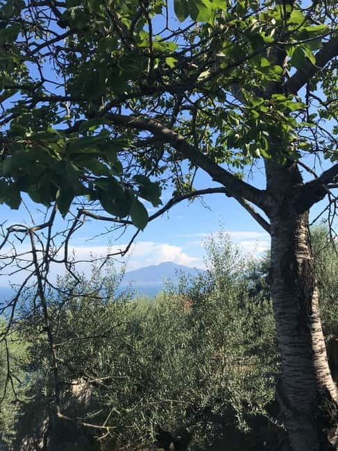 Sorrento:Garden tour of Lemons and Oranges tree - Key Points / Takeaways