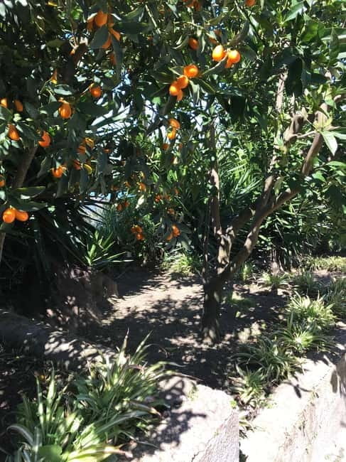 Sorrento:Garden tour of Lemons and Oranges tree - Who Will Love This Tour?