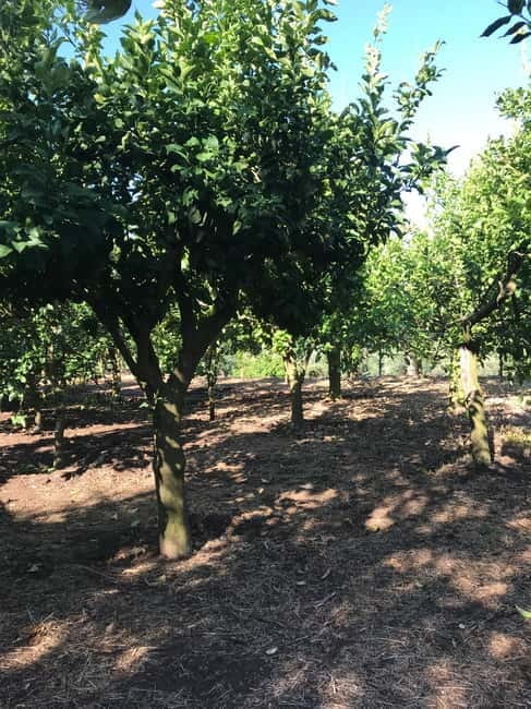 Sorrento:Garden tour of Lemons and Oranges tree - FAQ