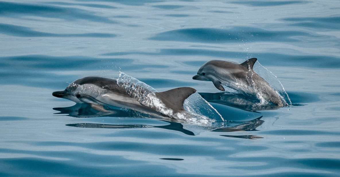 Sotogrande: Dolphin Watching Boat Trip With Drink - Experience Highlights