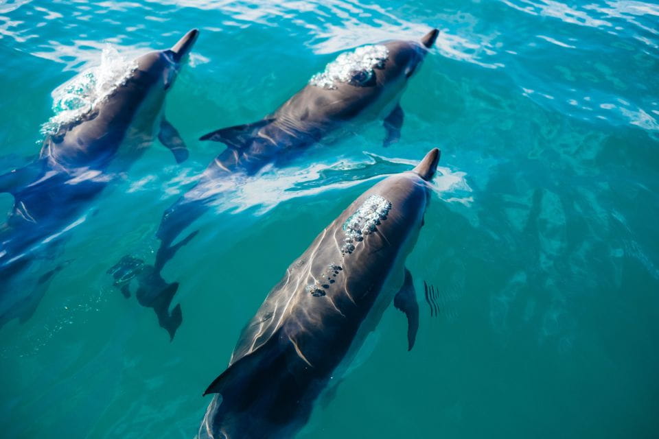 Sotogrande: Dolphin Watching Boat Trip With Drink - Things To Know