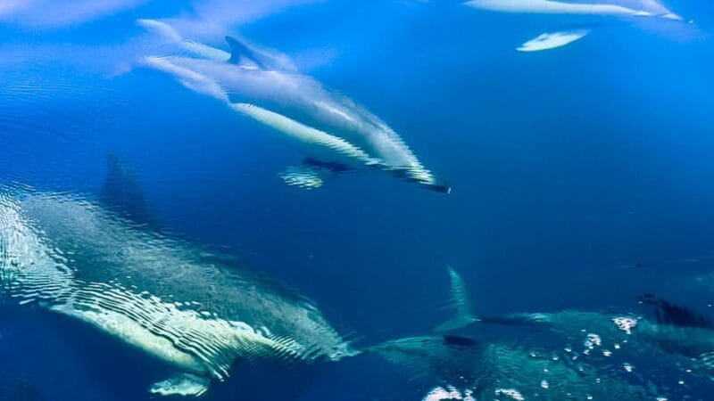 Sotogrande: Dolphin watching experience with expert crew - Practical Tips for Booking and Preparing