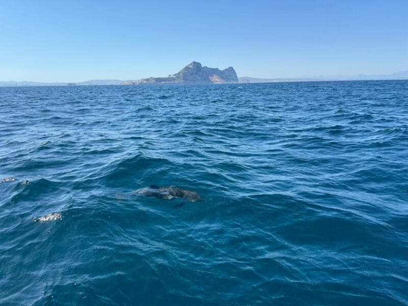 Sotogrande: Dolphin watching experience with expert crew - Frequently Asked Questions