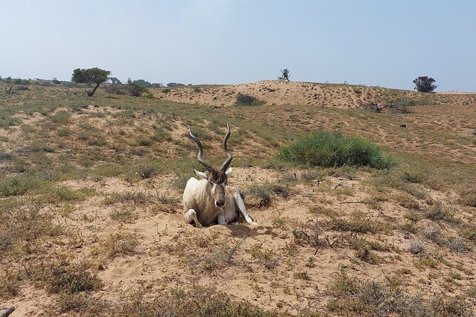 Souss Massa National Park Half Day Trip From Agadir - Experiencing Berber Culture