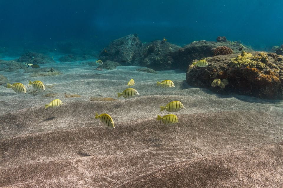 South Maui: Lanai Snorkel & Dolphin Watch From Maalaea - Eco-friendly Adventure