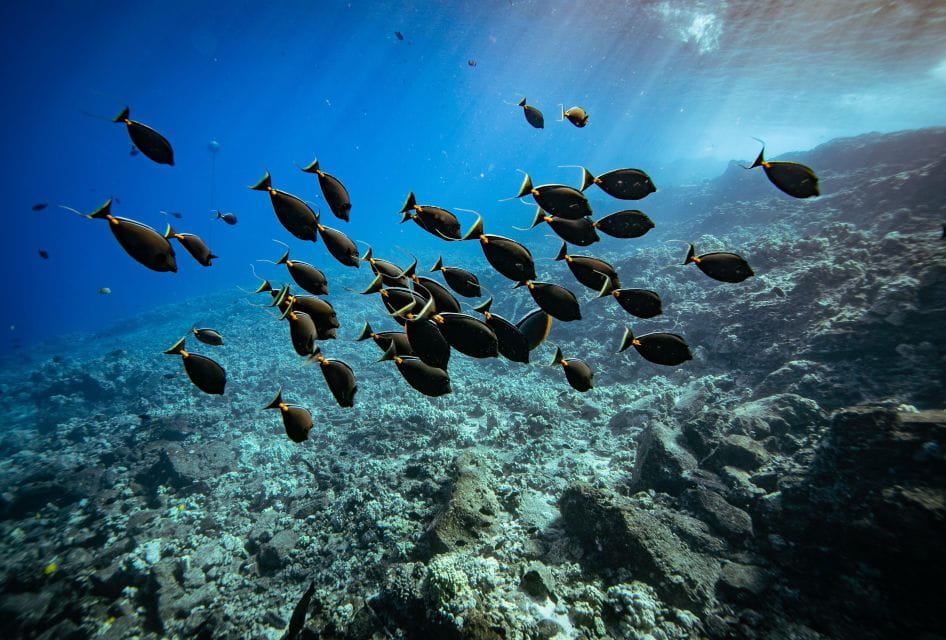 South Maui: Molokini Crater and Turtle Town Snorkeling Trip - Key Points