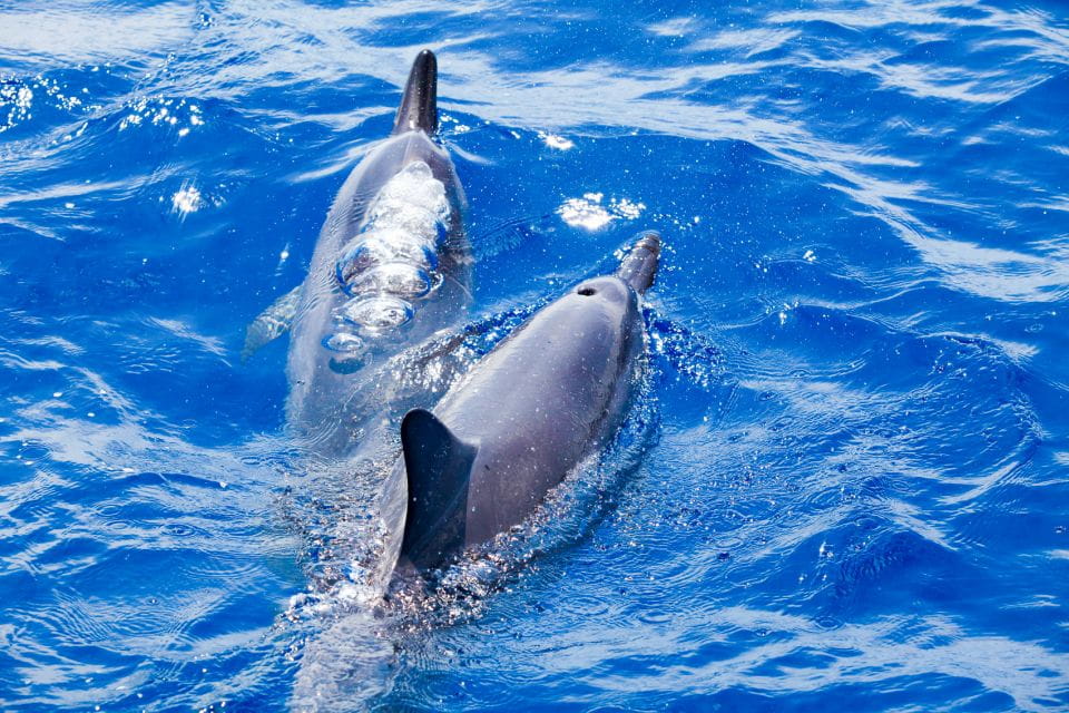 South Maui: Molokini Wild Eco Adventure From Maalaea Harbor - Inclusions and Exclusions