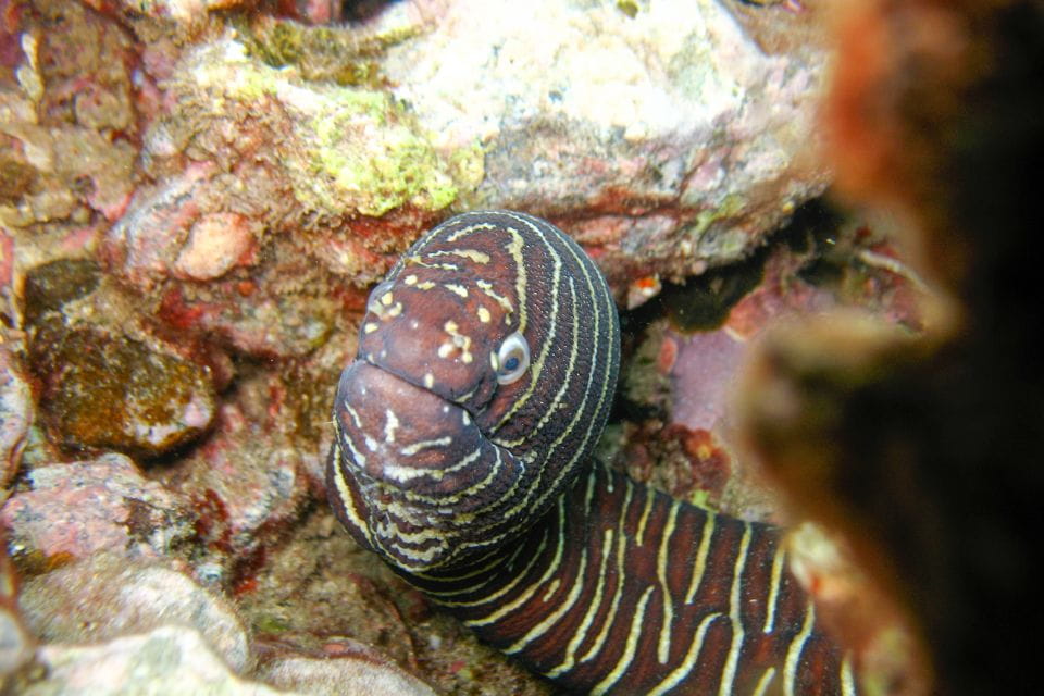 South Maui: Molokini Wild Eco Adventure From Maalaea Harbor - Booking and Cancellation Details