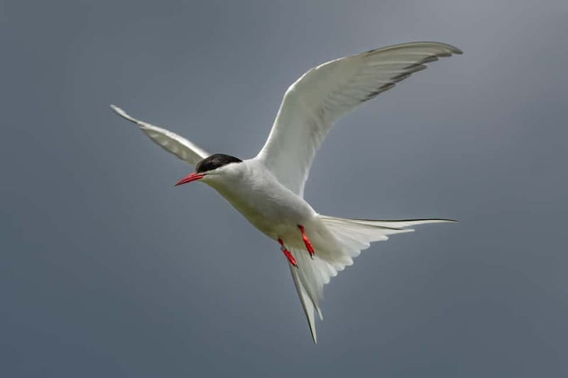 South Queensferry: Birdwatching Cruise with RSPB Guide - Key points / Takeaways