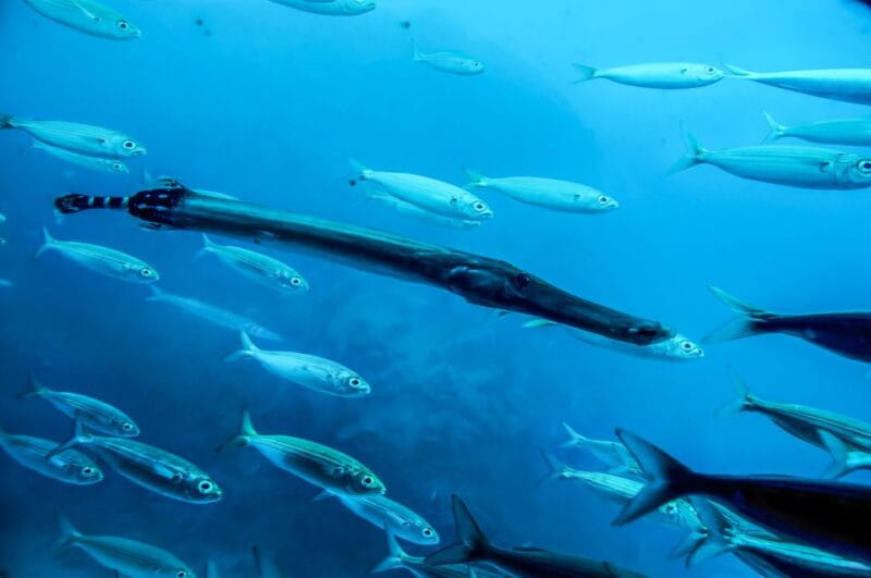 Southern Tenerife: 50-Minute Submarine Dive - Value for Money and Additional Details