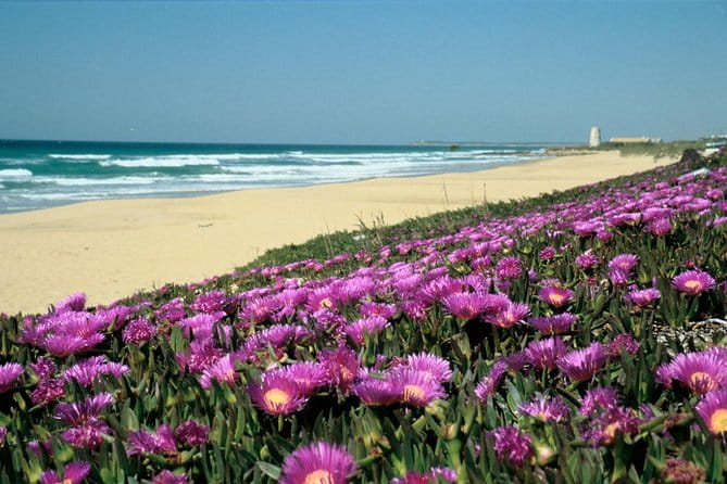 Spain's Best Beaches Day Trip from Seville - Discovering the Best Beaches Near Seville
