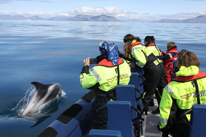 Speedboat Whale Watching Small-Group Tour in Reykjavik - Practical Details and Value