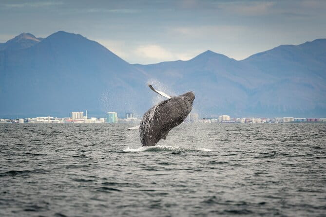 Speedboat Whale Watching Small-Group Tour in Reykjavik - The Sum Up