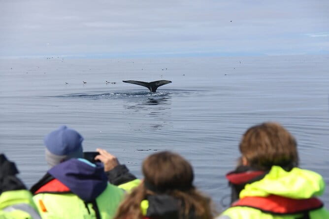 Speedboat Whale Watching Small-Group Tour in Reykjavik - FAQ