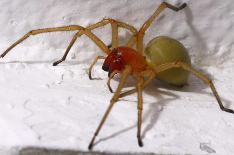 SPIDERS - WATCHING - Exploring the Spider World in Aosta Valley: A Unique Learning Experience
