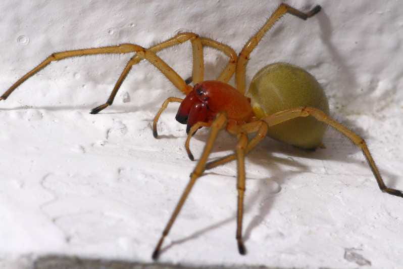 SPIDERS - WATCHING - Key points / Takeaways