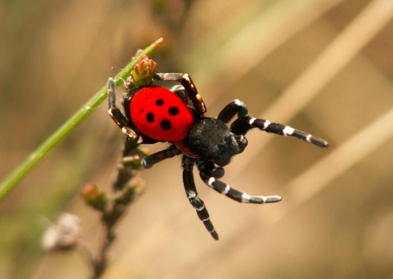 SPIDERS - WATCHING - Final Thoughts: Is a Spider Tour in Aosta Valley for You?