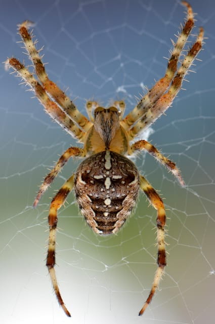 SPIDERS - WATCHING - FAQ