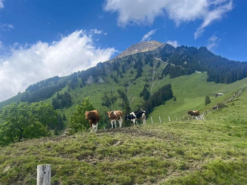 Spiez: Summit Mt. Niesen with a Swiss Triathlete - Who Should Consider This Experience?