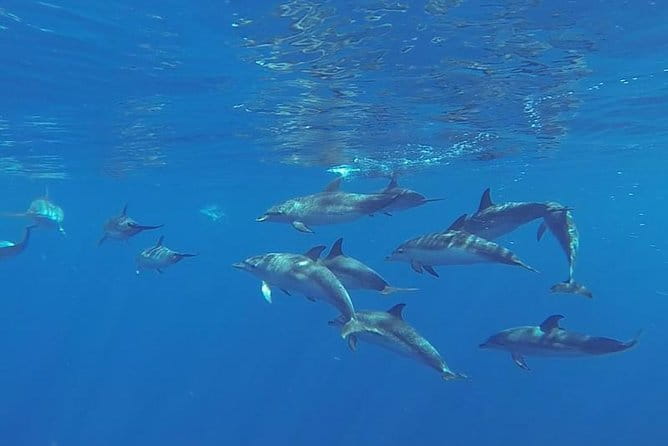 Spirit of the Sea: Cetacean sighting in Gran Canaria - The Experience: What to Expect on the Spirit of the Sea