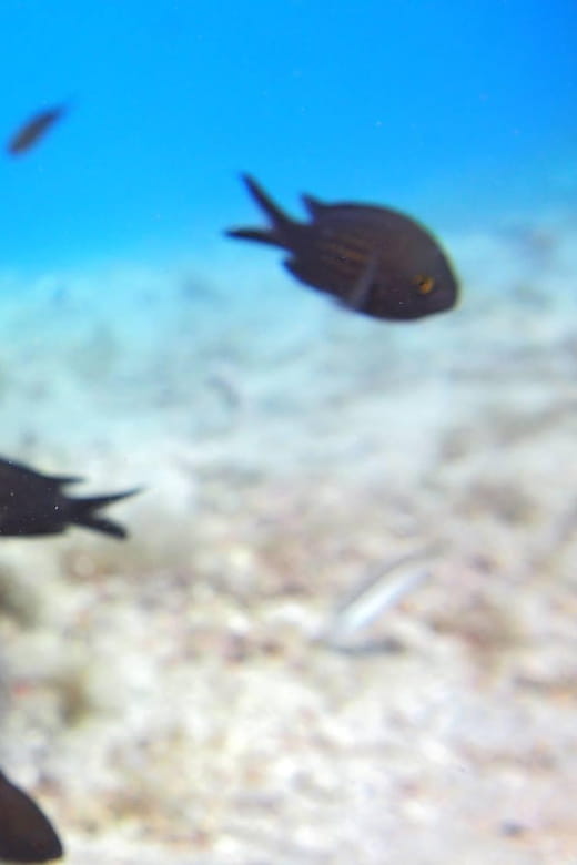 Split-Makarska-Brela Try SCUBA Dive - Who Should Consider This Dive?