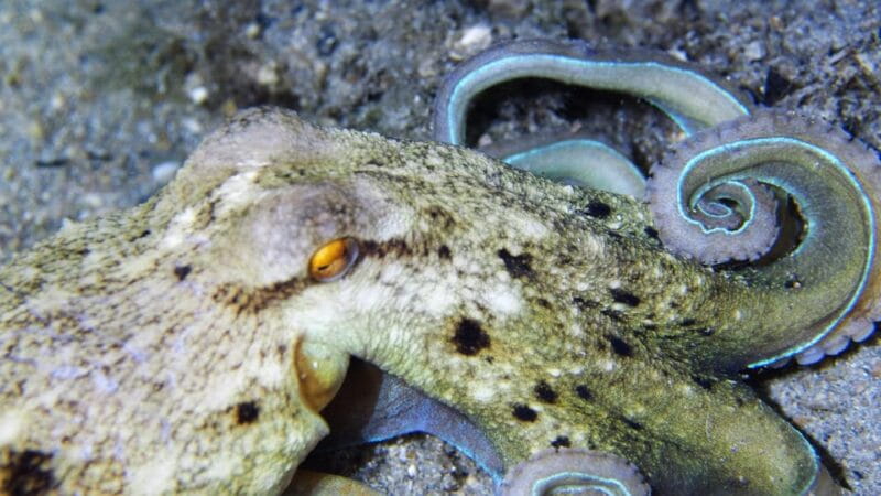 Split-Makarska-Brela Try SCUBA Dive - FAQs