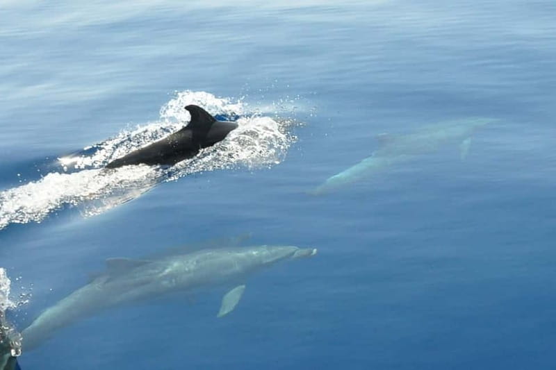 Split: Private Blue Lagoon 3 islands with speed boat - Key points / Takeaways