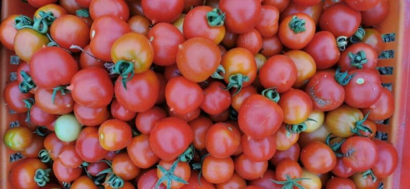 Split; Private Morning Walking Tour in Split - The Sum Up