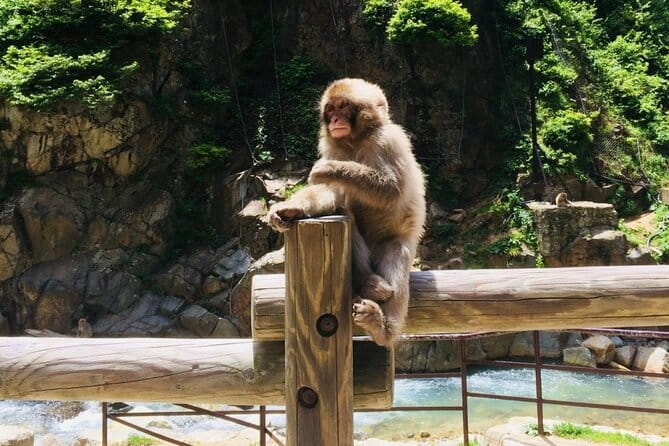 (Spring Only) 1-Day Snow Monkeys & Cherry Blossoms in Nagano Tour - Cancellation and Confirmation Policy