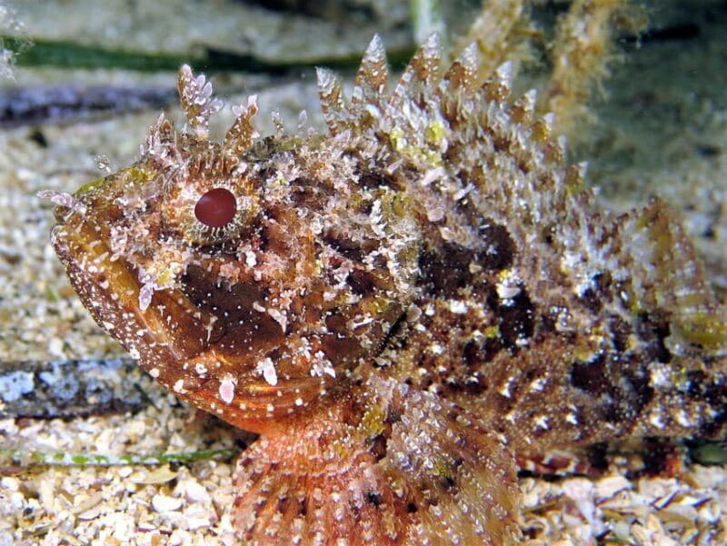 SSI Try Scuba Diving in the sea - Experiencing Malta’s Underwater Charm with Octopus Garden