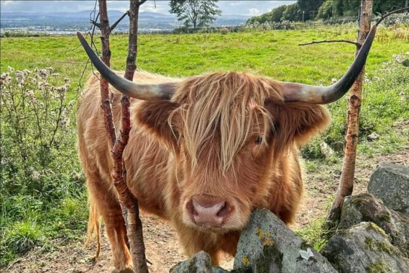 St Andrews, Falkland Palace, Fife Fishing Villages Tour - Exploring the Heart of Fife: A Practical Guide