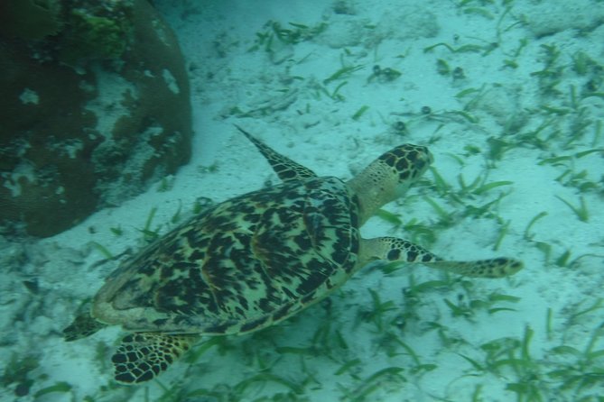 St John & Surrounding Cays Full-Day Sail and Snorkel Experiences Semi-Private - Customer Reviews and Accolades