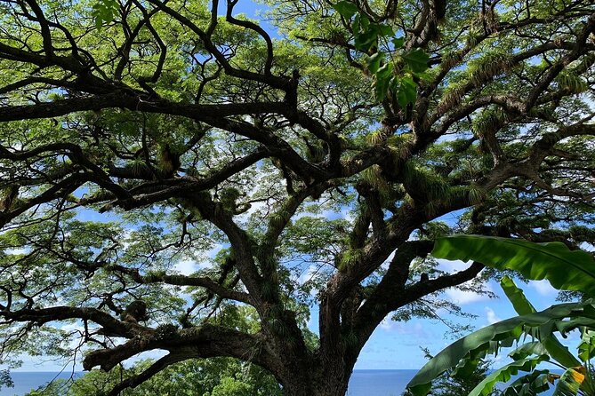 St. Kitts Rainforest Tour - Additional Information
