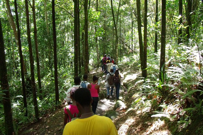 St Lucia Rainforest Walk - Transportation and Accessibility