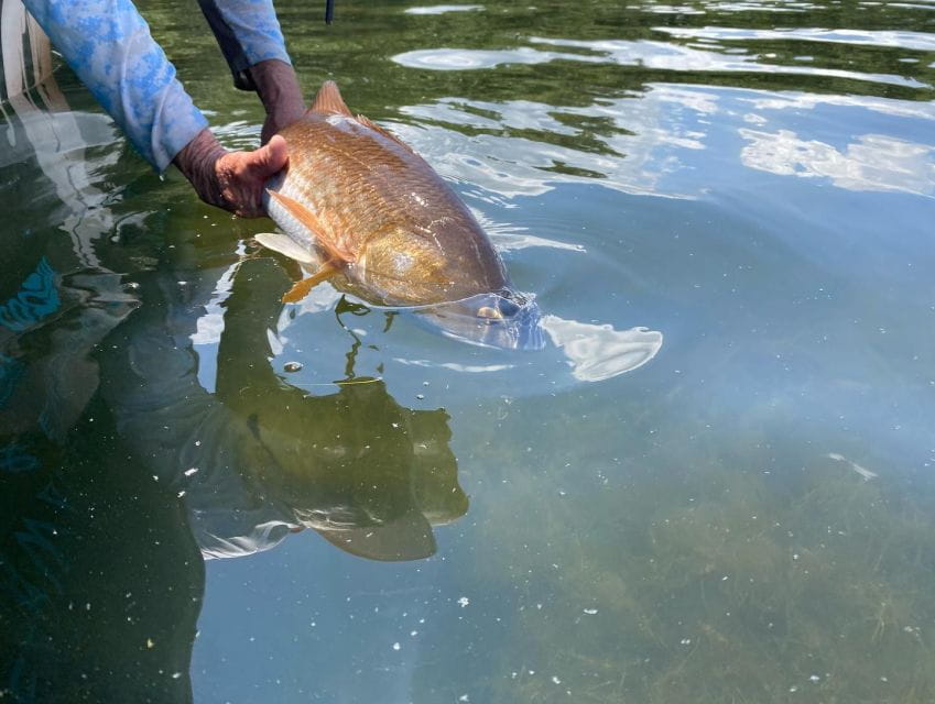 St. Petersburg, FL: Tampa Bay Private Inshore Fishing Trip - Catching Local Fish Species