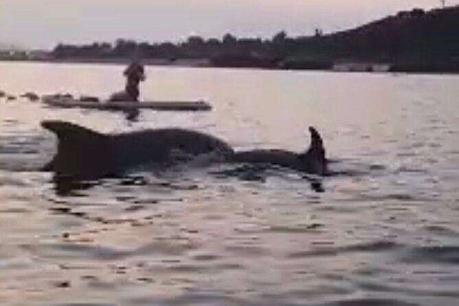 Stand Up Paddle Tour Dolphins Experience Golfo Aranci - Tour Overview