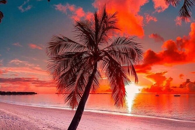 Standard and Premium Transfer From Punta Cana Airport to Las Terrenas - Accessibility