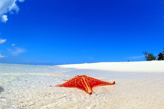 Starfish and Stingray City Fun Tour With Reef Snorkeling- 3 Stops - Stingray City Adventure