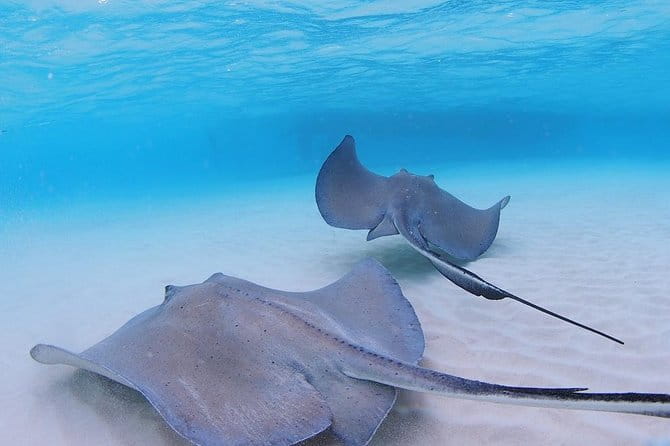 Starfish and Stingray City Fun Tour With Reef Snorkeling- 3 Stops - Included Amenities