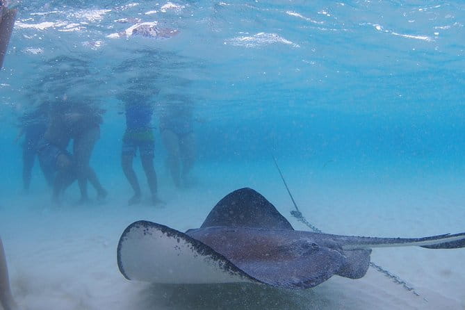 Starfish and Stingray City Fun Tour With Reef Snorkeling- 3 Stops - Professional Guide Services