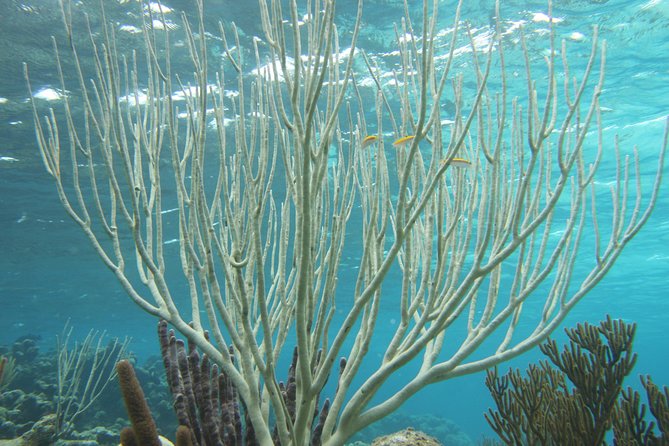 Starfish Point, Stingray City-Sandbar & Coral Gardens - Round-trip Transportation Included