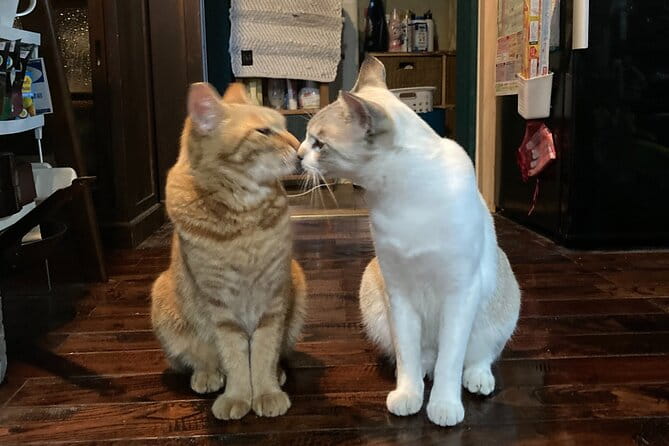 Staying in a Traditional Japanese House in Chiba - Itinerary Highlights