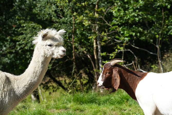 Steim Farm Experience in Vik, Norway - The Scenic Stops and Cultural Highlights