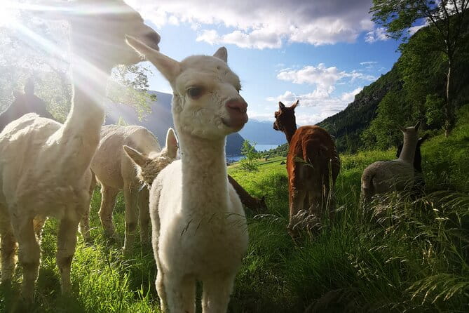 Steim Farm Experience in Vik, Norway - Who Will Love This Experience?